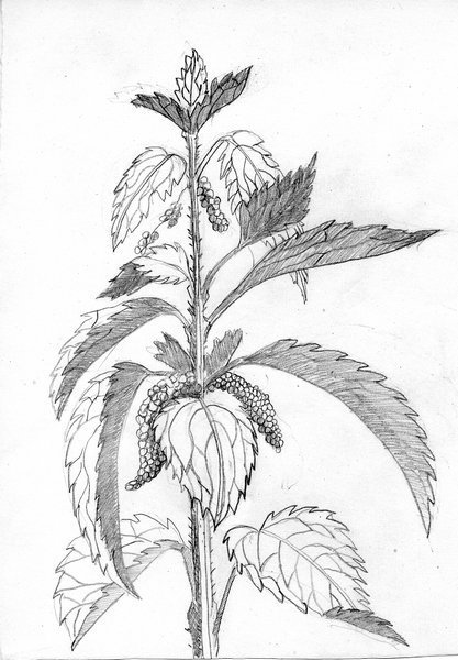 Крапива двудомная (Urtica dioica)