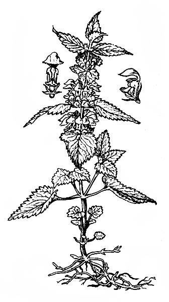 Крапива рисунок для детей