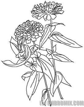 Бархатцы контур