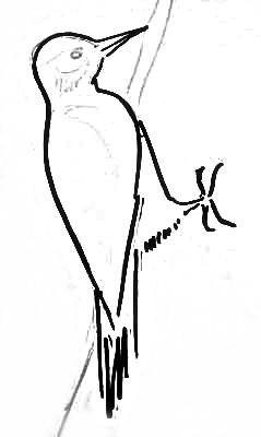 Скребицкий про дятла