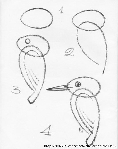 Дятел рисунок карандашом