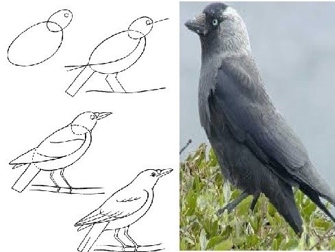 Поэтапное рисование Грача
