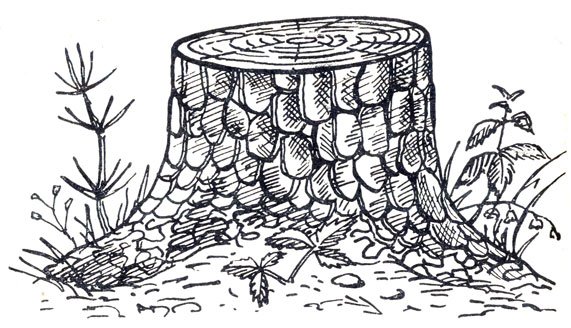 Пенек раскраска для детей