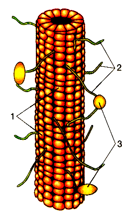 Микронити строение