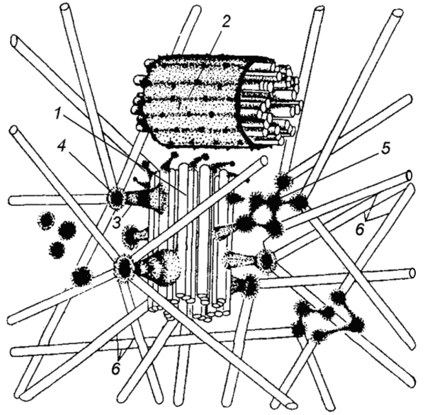 Центриоли состоят из