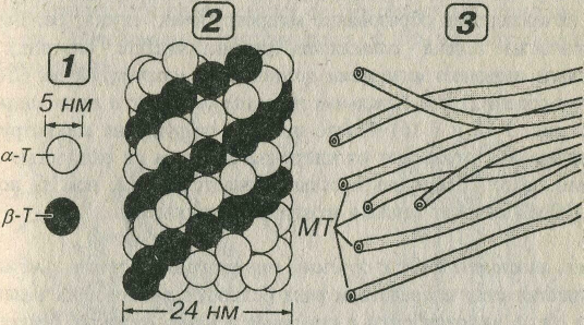Схема строения микротрубочек
