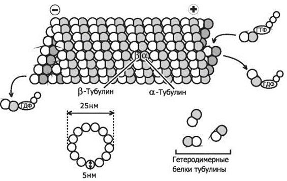Строение клетки микротрубочки