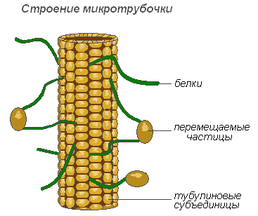 Строение клетки микротрубочки