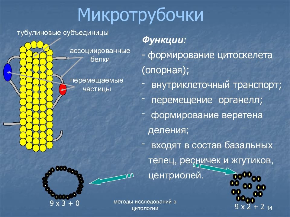 Органоиды принимают участие в делении клетки. Микротрубочки строение и функции. Органоид микротрубочки строение. Функции органоидов микротрубочки.