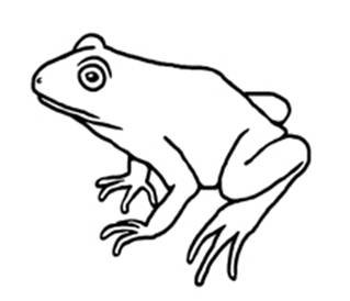 Маленькая лягушка карандашом