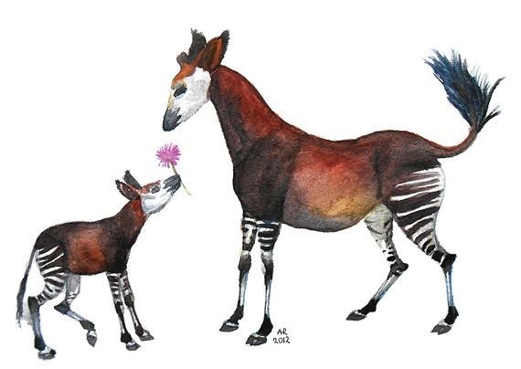 Окапи рисунки на носках