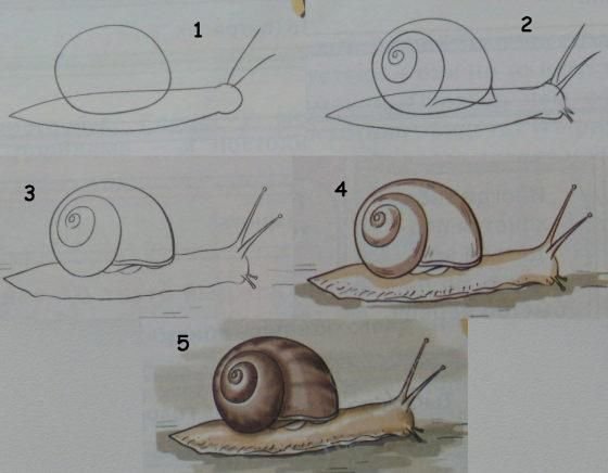 Голова улитки рисунок