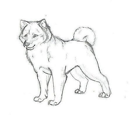 Акита ину щенок