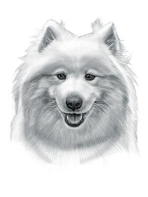 Собака самоед рисунок