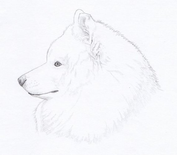 Самоедская лайка рисунок