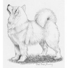 Самоед сбоку рисунок