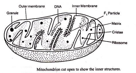 Mitochondrion structure