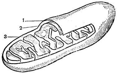 Строение митохондрии ЕГЭ биология
