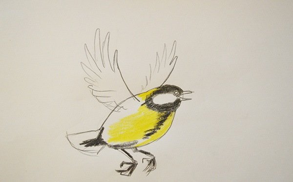 Синица на ветке карандашом