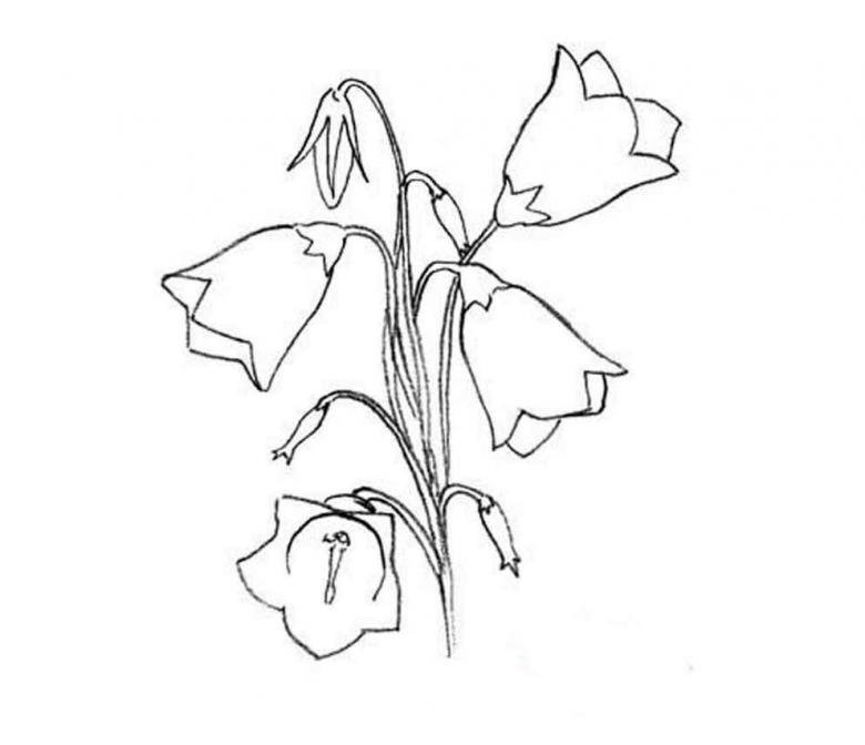Рисунок колокольчика растения