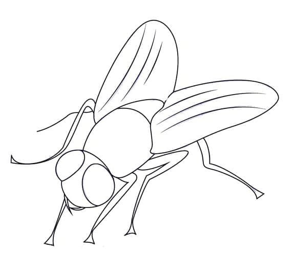 Муха раскраска черно белая крупная для детей