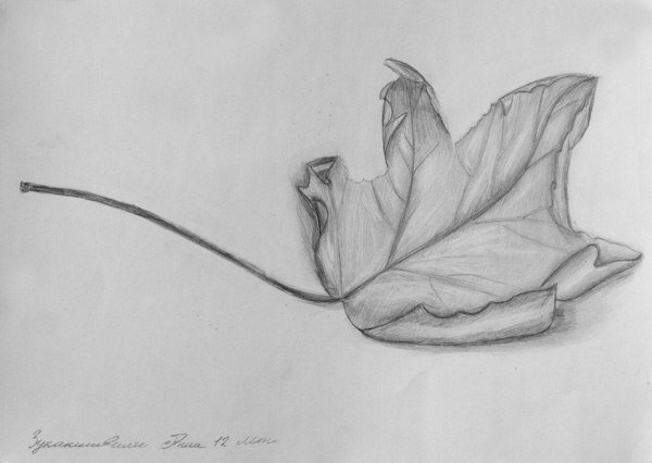 Растения карандашом для срисовки