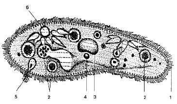 Инфузория туфелька строение без подписей