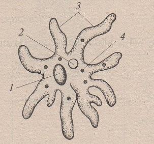 Функции органоидов амебы