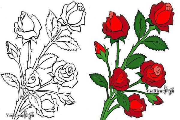 Букет роз рисунок
