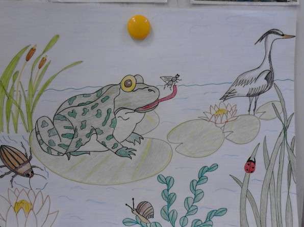 Лягушка путешественница рису