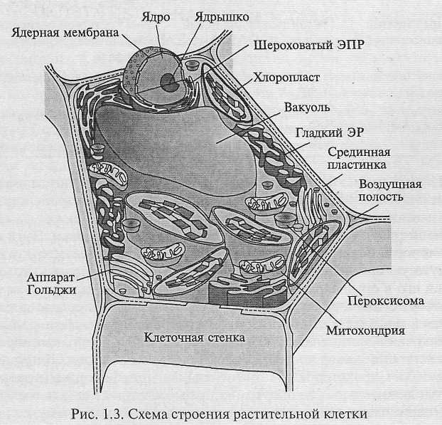 Стенка растительной клетки содержит. Клеточная стенка раст клетки. Схема строения клеточной стенки. Подробное строение клетки. Стенка животной клетки.