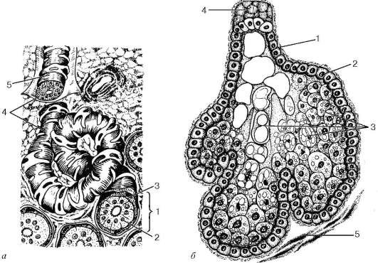 Классификация экзокринных желез по структурной организации