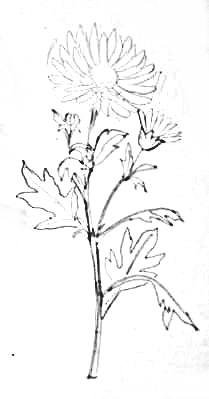 Стебель хризантемы карандашом