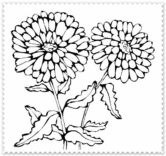 Раскраски осенние цветы хризантемы