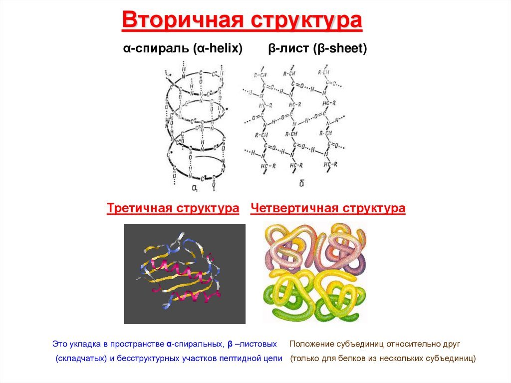 Рисунок биополимеров. Белок первичная структура вторичная третичная. Схема вторичной структуры белка. Третичная структура белка биополимер. Строение вторичной структуры белка.