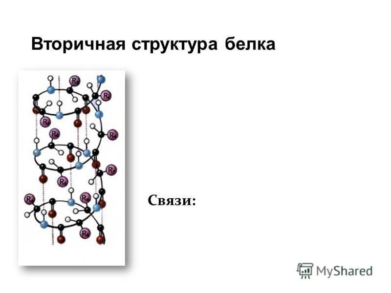 Вторичный белок примеры. Строение вторичной структуры белка. Вторичная структура белка эта структура. Схема вторичной структуры белка. Вторичная структура белка связи.