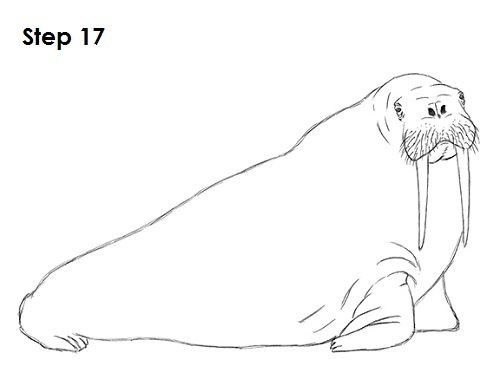 Рисование моржа в старшей группе