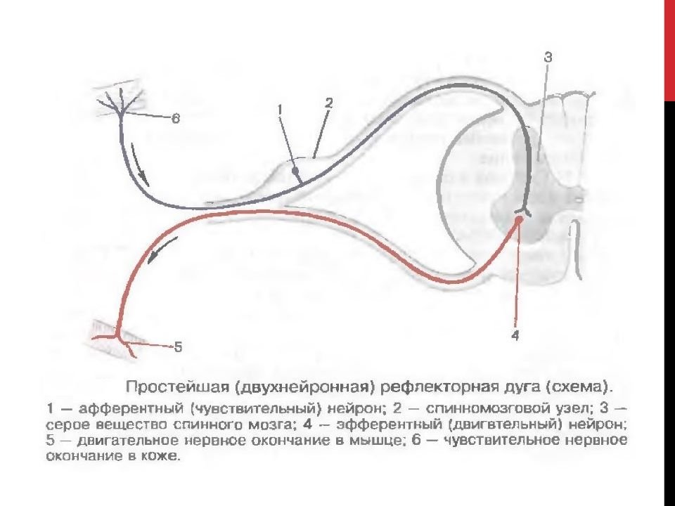 Как называется звено рефлекторной дуги обозначенное на схеме номером 1 чувствительный нейрон