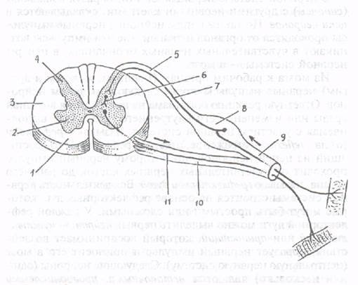 Элементы простой 3-х нейронной рефлекторной дуги 3