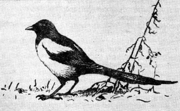 Сорока рисунок для детей простой (44 фото)