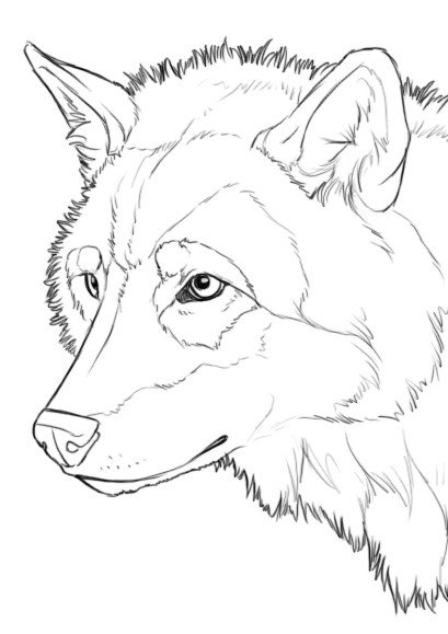 Легкий набросок волка