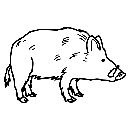 Поэтапное рисование кабана