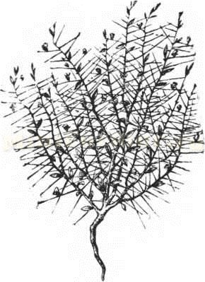 Корни растения Верблюжая колючка