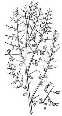 Верблюжья колючка корень