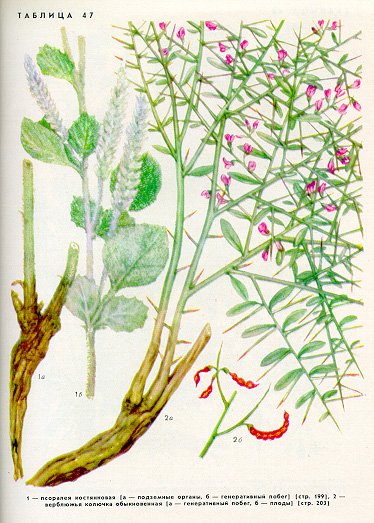 Стебель верблюжьей колючки