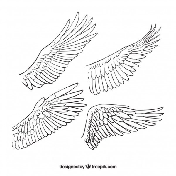 Крыло птицы