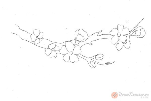 Ветка Сакуры рисунок карандашом