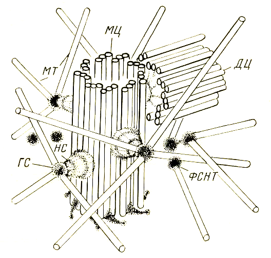 Клеточный центр в развивающейся половой клетке Саламандры