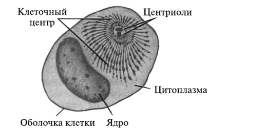 Клеточный центр простой рисунок (49 фото)