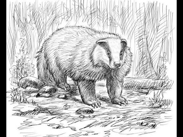 Барсук раскраска для детей